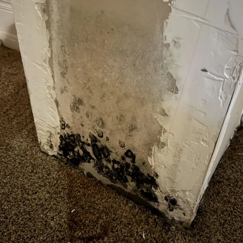 Professional Mold Removal in Mont Vernon, NH